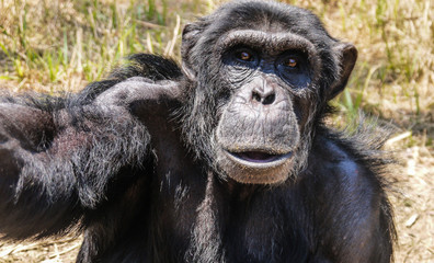Wild Chimpanzee in Zambia