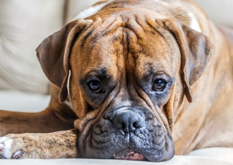 portrait of a young male breed German boxer close-up, bright photo, beautiful dog, intelligent eyes look into the camera, brown color with long ears, lie, rest,