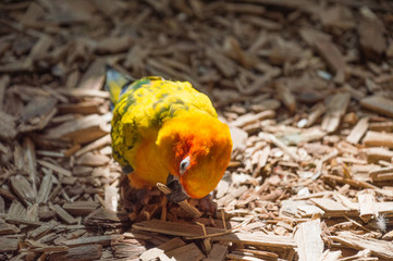 Żółto pomarańczowa papuga - obrazy, fototapety, plakaty