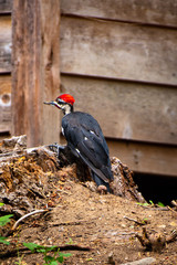 Pileated Woodpecker
