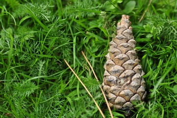 composition avec cône de pin sur herbe fraiche