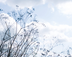 Blue background with dry wild flowers, selective focus. Grass blooms against the background of the sky. Summer gentle background. Dry grass field.