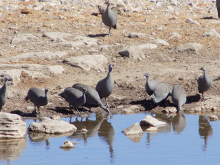 Guinea fowl drinking water in Etosha