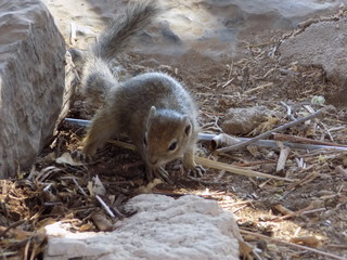 a Squirrel in Etosha National Park