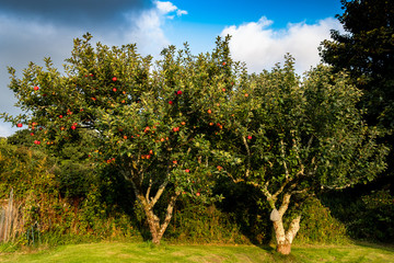 Fototapeta na wymiar Apple Tree
