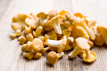 Fresh chanterelle mushrooms on an old wooden surface. Forest mushrooms