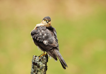 Eurasian Sparrowhawk perching on a wooden post