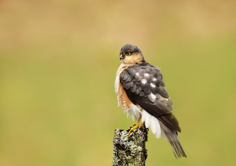 Eurasian Sparrowhawk perching on a wooden post