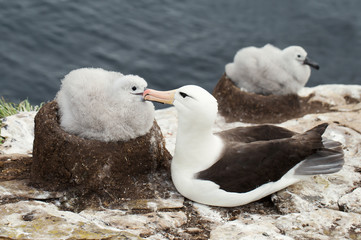 Black-browed Albatross with a chick in its mud cup nest © giedriius