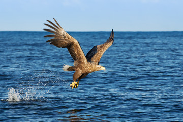 White-tailed sea Eagle in flight with a fish in the claws