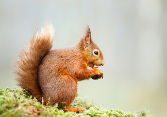 Naklejka na ściany i meble Red squirrel eating nut on a mossy log