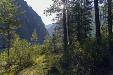 Sunny summer morning in the forest on the bank of a mountain river.