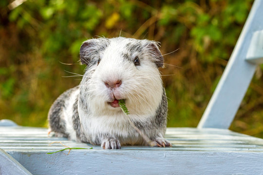 Happy American short haired guinea pig eating outside