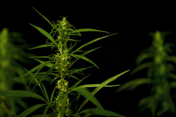 Blooming green medical cannabis. Studio shoot.