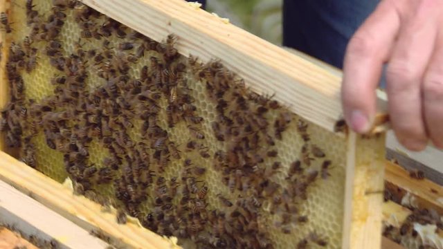 The beekeeper gets a frame with honeycombs. The beekeeper examines the frame with empty honeycombs. Bees crawl on the frame with combs. The beekeeper with his bare hands is holding a frame with bees.