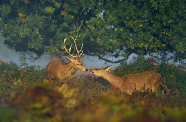 Red deer stag with a hind on a sunny misty morning
