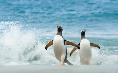 Two Gentoo penguins coming ashore from Atlantic ocean © giedriius