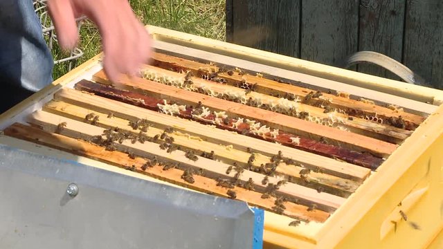 The beekeeper puts a frame with honeycombs and bees in a beehive. Bees crawl on the frame with combs. The beekeeper with his bare hands is holding a frame with bees. The beekeeper covers the hive with