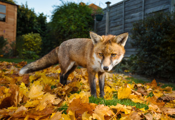 Red fox standing on the autumn leaves in the back garden