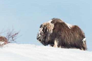 Close-up of a male Musk Ox in snow