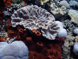 Korallengarten vor Nusa Penida Indonesien