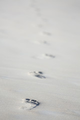 Footprints in the Sand, Seychelles