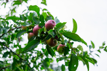 fresh red apples on a tree in the garden