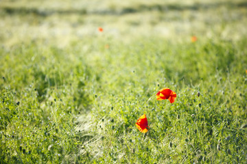 Rye Field With Poppies