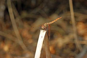 Close up of dragonfly sitting on a branch