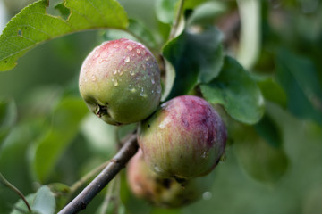 Morning dew on apples