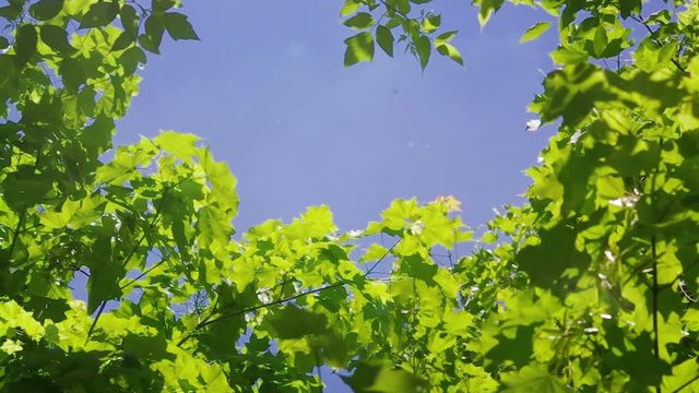 Blue Sky through Summer Forest