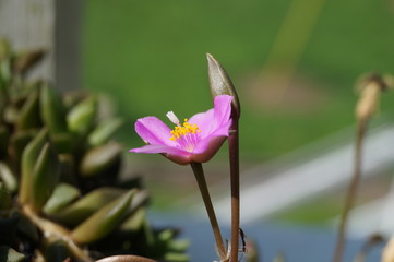 blossom_succulent_2