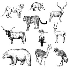 Set of hand drawn sketch style animals and birds isolated on white background. Vector illustration. © Ecaterina Sciuchina