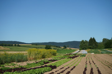 Gemüseacker in Niedersachsen