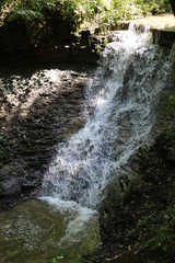 forest and spring