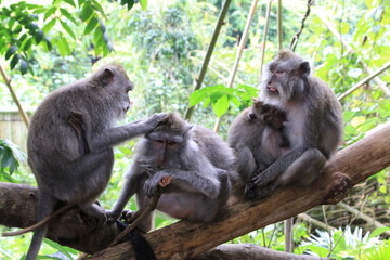 Affenfamilie im Affenwald Ubud Bali Indonesien