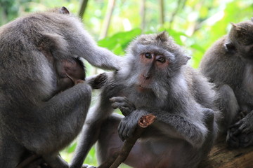 Affenfamilie im Affenwald Ubud Bali Indonesien