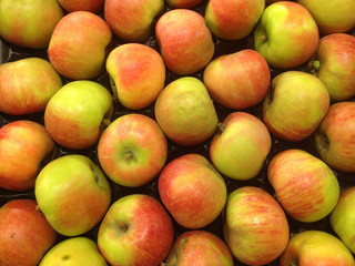 erntefrische Äpfel
