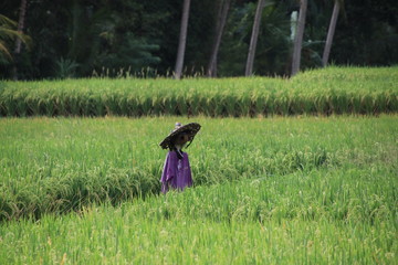 Reisfelder in Ubud Bali Indonesien