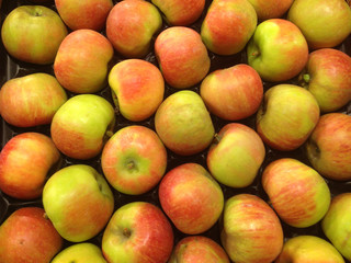 erntefrische Äpfel