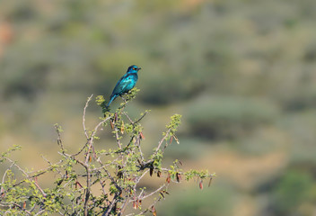 Burchell's Starling perched on branch