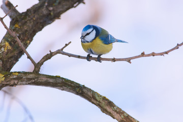 Blue tit sits on a branch in the woods in a frosty morning.