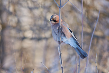 Eurasian jay sits on a branch covered with ice crystals, on a beautiful forest background.