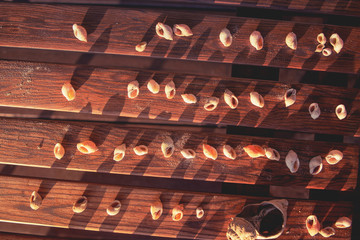 White shells in sunset light with long shadows are perfect beach founds on a wood background. Danish Beach, Lønstrup in North Jutland in Denmark, Skagerrak, North Sea