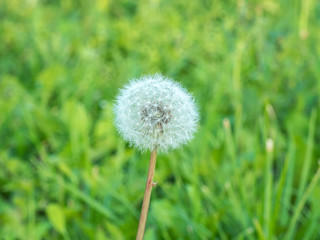 Dandelion close-up, macro