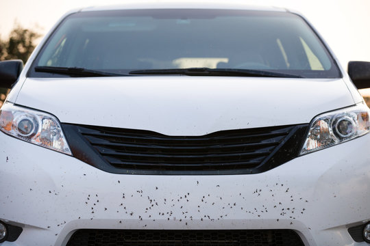 insects and black-flies on front of a car before washing
