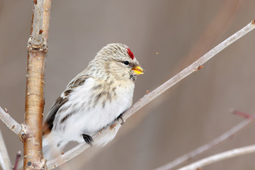 Redpoll (Acanthis flammea).