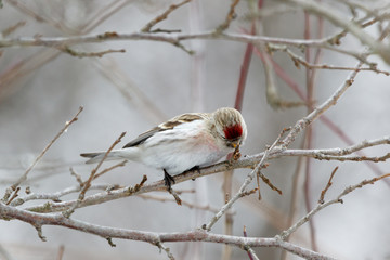 Redpoll (Acanthis flammea).