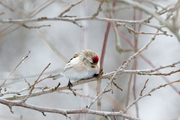 Redpoll (Acanthis flammea).