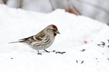 Redpoll (Acanthis flammea).